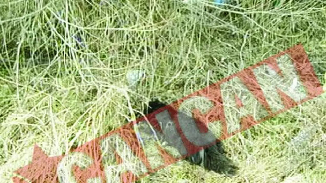 Lagar de exterminare a cainilor comunitari in Radauti