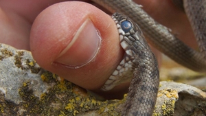S-a dus la spital cu vipera în borcan, după ce l-a mușcat