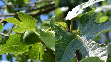 Fructul care se vinde cu 25 de lei per kilogram. Cum a dat un buzoian lovitura în afaceri