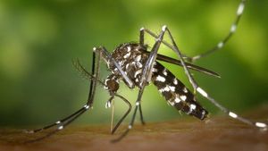 A fost înregistrat primul deces din România provocat de virusul West Nile. Au fost confirmate alte 3 cazuri