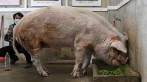 A murit cel mai iubit porc din istoria lumii. Animalul din China avea 14 ani