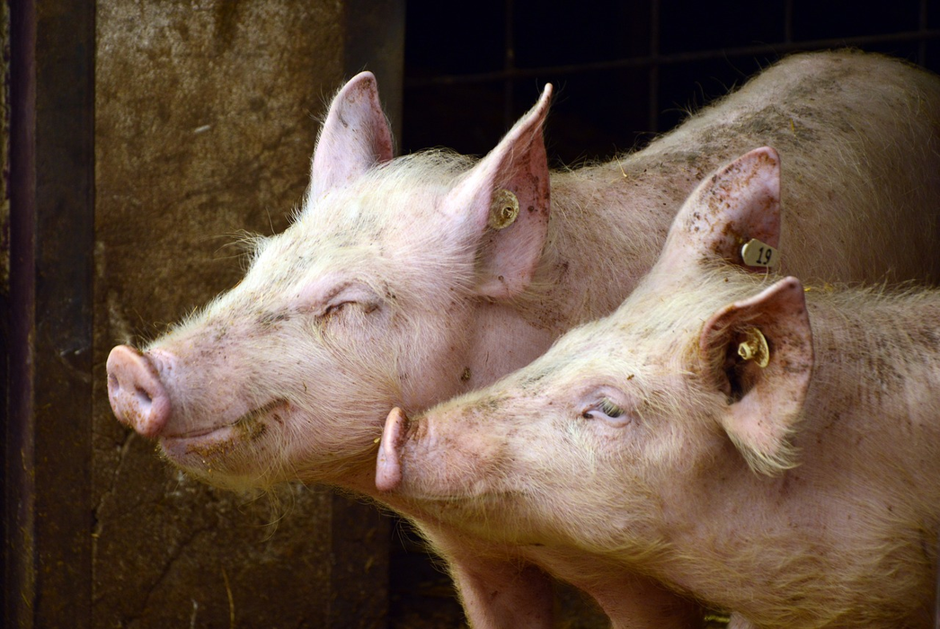 Carnea de porc, preferată în fața altor mărfuri / Sursă foto: Pixabay