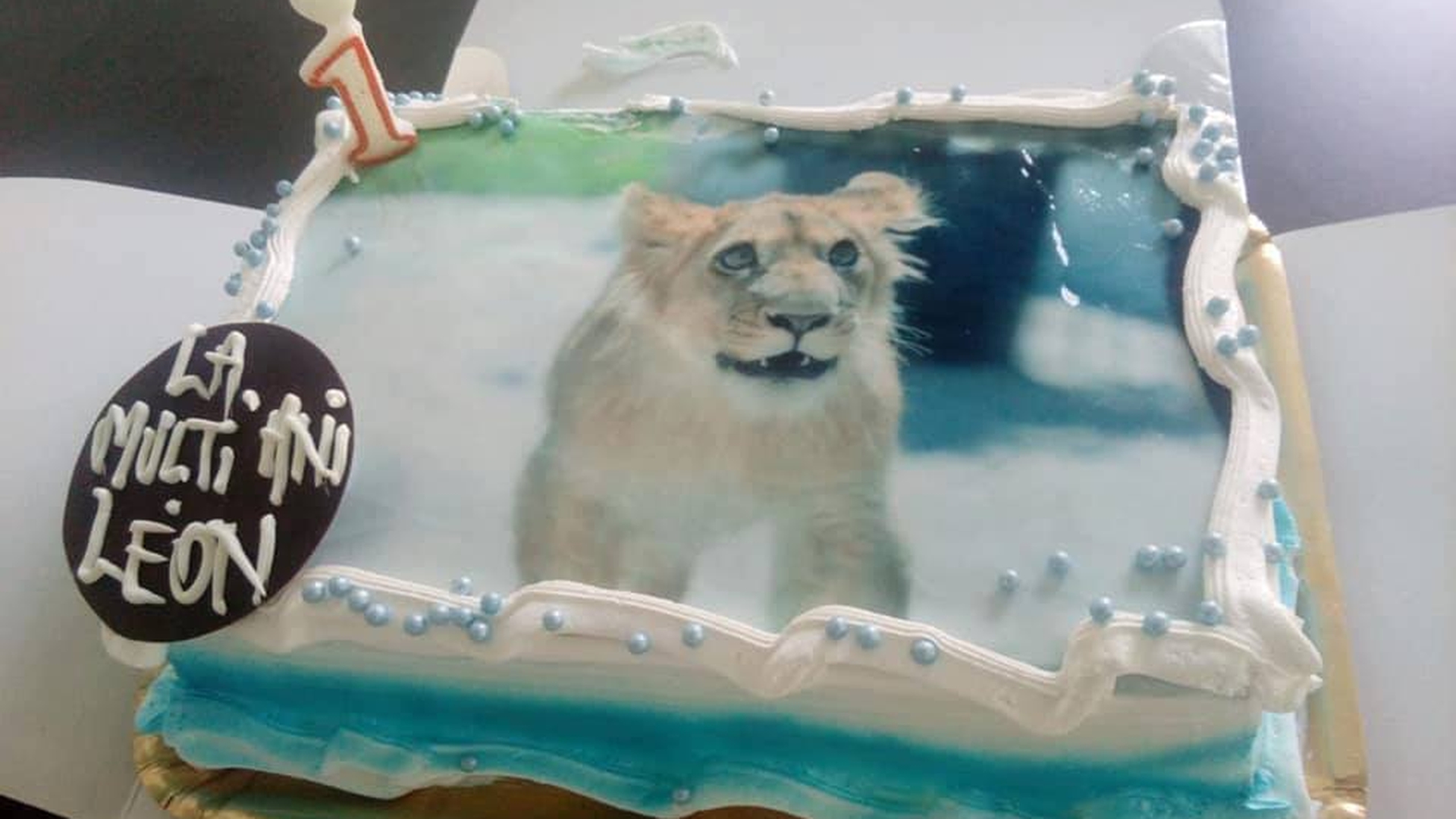 Puiul de leu de la ZOO Craiova a primit tort de ziua lui
