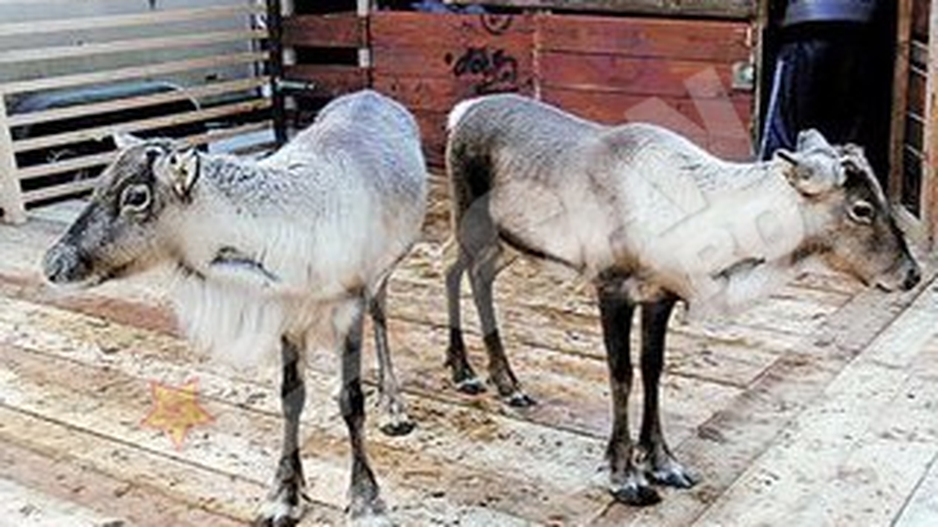 Renii lui Mos Craciun au ajuns la Arad! Rudolf si Blitz vor sta in oras pana dupa sarbatori