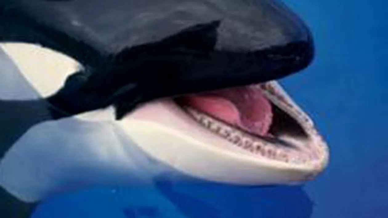 Parcurile de distractie SeaWorld isi reiau reprezentatiile cu balene ucigase, la 3 zile de la uciderea unei dresoare