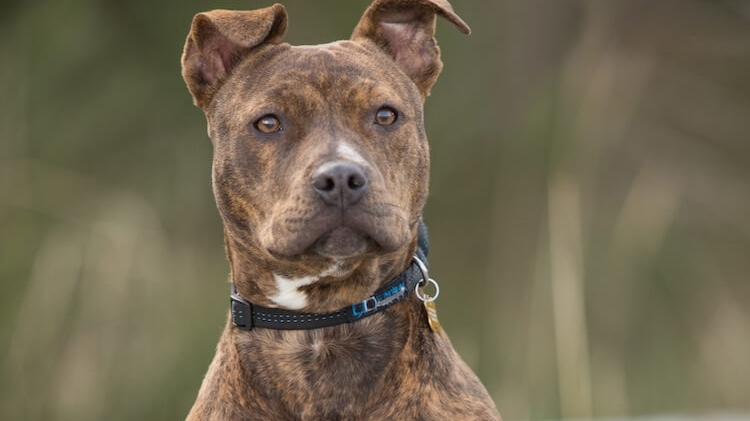 Scene șocante în Alba Iulia! O tânără a fost mușcată pe stradă de un pitbull, care i-a ucis cățelul