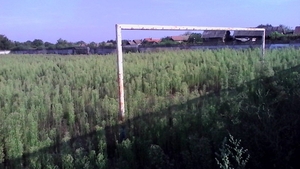 Imagini incredibile cu terenul de sport din Ciupercenii Vechi! Este plin de bălării mari cât porţile terenului