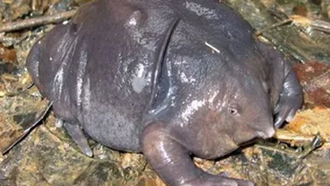 Broastele cu nas, o specie pe cale de disparitie!