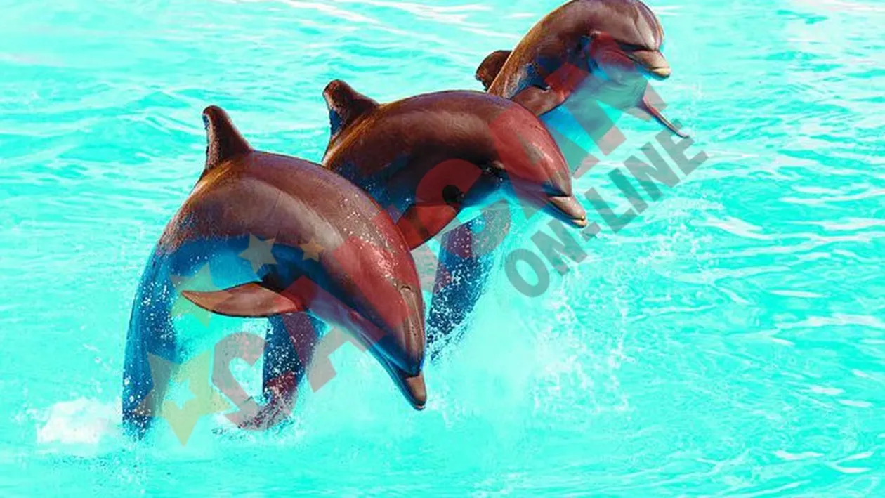 Avem delfini, n-avem avion sa-i aducem!