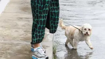 Fosta nevasta a Terminatorului e... terminata