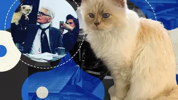 Pisica-moștenitoare a lui Karl Lagerfeld are menajeră, stilist personal și doarme pe haine de lux! Choupette nu acceptă comenzi și trăiește ca o divă!