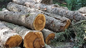 Defrişări la Sinaia în Parcul Natural Bucegi