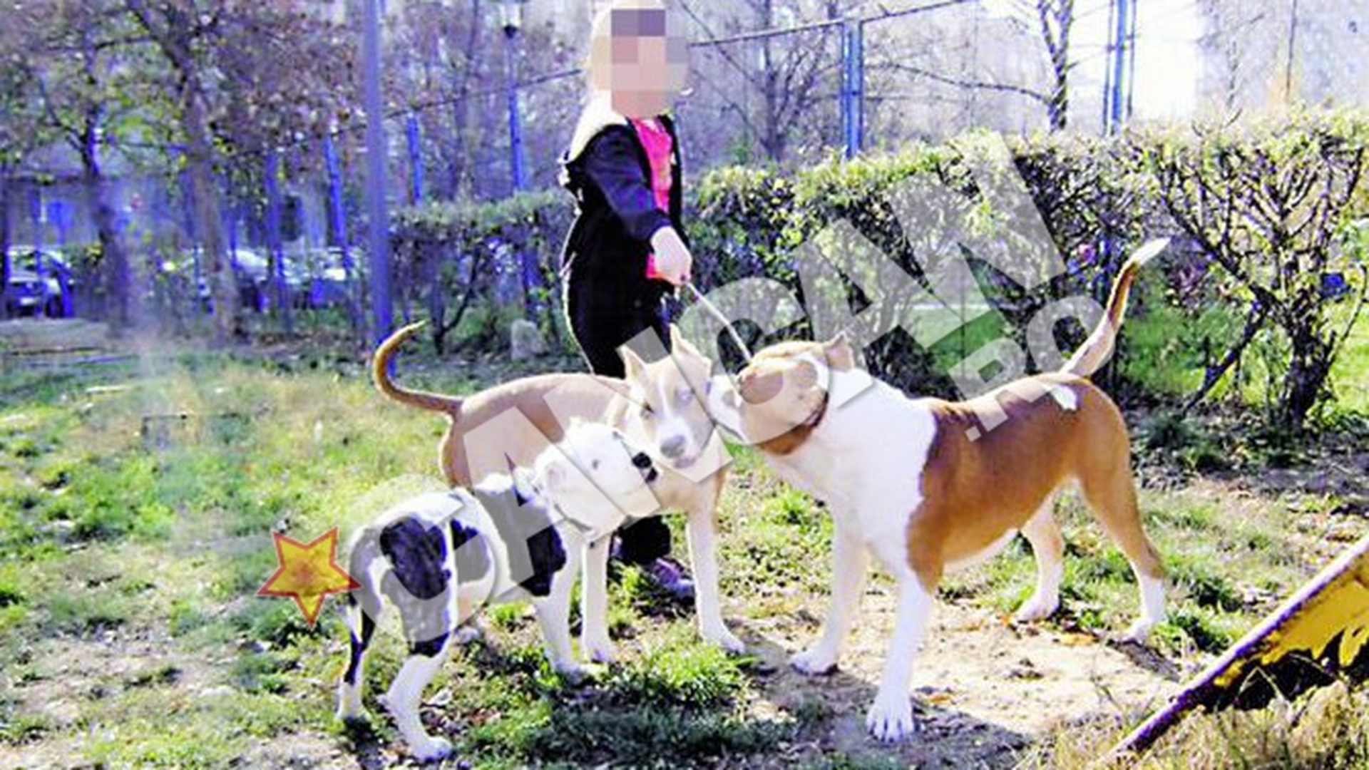 Bodyguardul lui Vladan Jr., specialist in arme albe si animale periculoase! Antreneaza caini ucigasi printre copii