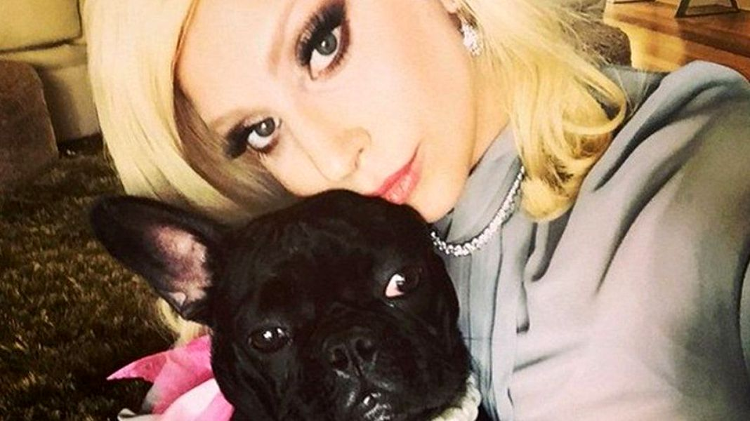Câinii lui Lady Gaga au fost găsiți! Cine a încasat recompensa de jumătate de milion de dolari oferită de artistă