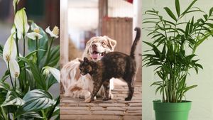 Nu te-ai fi așteptat! Aceste plante obișnuite din apartament îți pot otrăvi animalul de companie