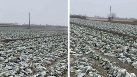 Anunțul unui fermier din Satu Mare a devenit viral! Își donează toată varza de pe câmp