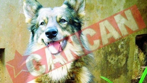 Maidanezul Zorro a fost adoptat de o batranica