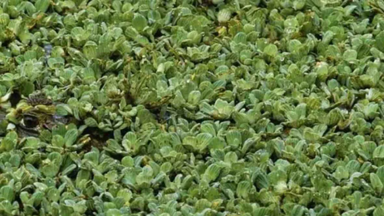 Iluzia optică virală care a pus pe jar internetul | Puteți găsi crocodilul în 13 secunde?