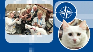 Pisicile Angora au cucerit summitul NATO. Lokum și puiul ei, Ak Kız, au devenit vedetele neașteptate ale reuniunii de la Ankar