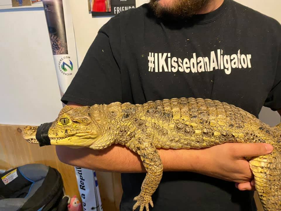 Aligatorul Wally. Foto: Facebook