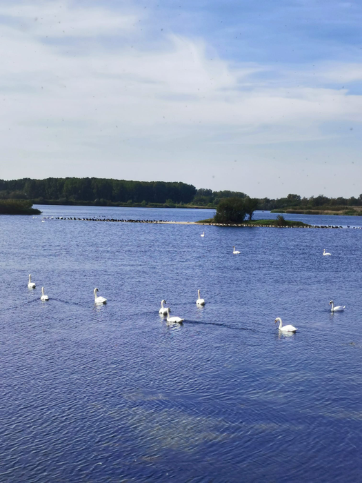 Păsările din Delta Olteniei s-ar fi înmulțit spectaculos în ultimii ani