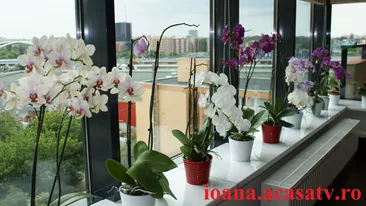 Ioana Maria Moldovan are o mica sera de orhidee! Afla cum a luat nastere pasiunea ei pentru aceste flori