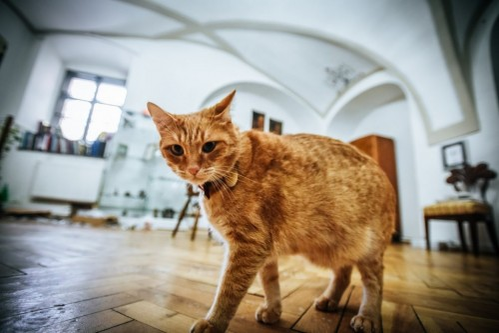 Ei sunt Antonello și Donatello, celebrii motani care locuiesc în Palatul Brukenthal din Sibiu