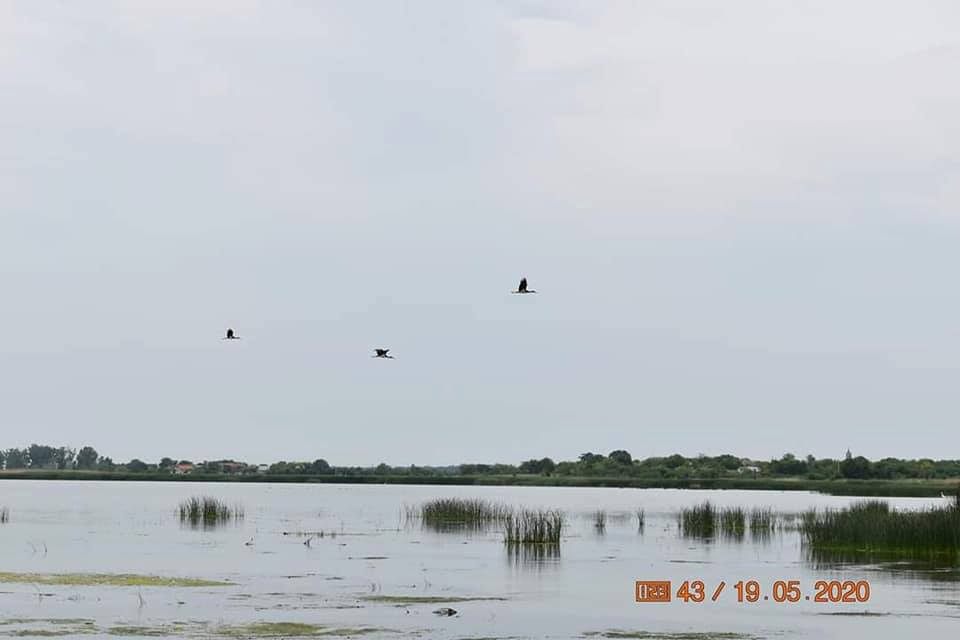 Berzele negre și-au făcut apariția pe lacul Bistreț din Dolj