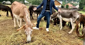 Galerie foto - poza 3