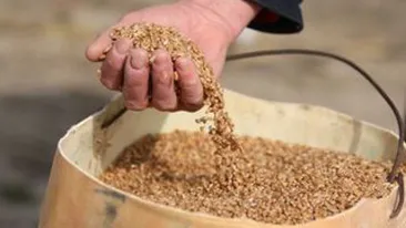 Mai multe locuinte din Timis sunt perchezitionate! Proprietarii lor sunt suspectati de furt de cereale!