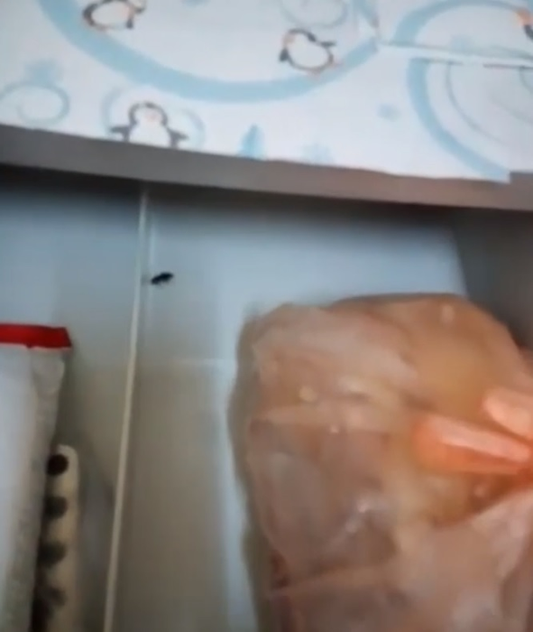 În urmă cu câteva luni, gândacii erau la ei acasă în secţia pediatrică a Spitalului Judeţean Arad