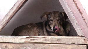 Vecinii credeau că bărbatul din judeţul Suceava creşte în legătoare un câine-lup. Dar, când s-au apropiat de patruped, au încremenit văzând ce animal era, de fapt