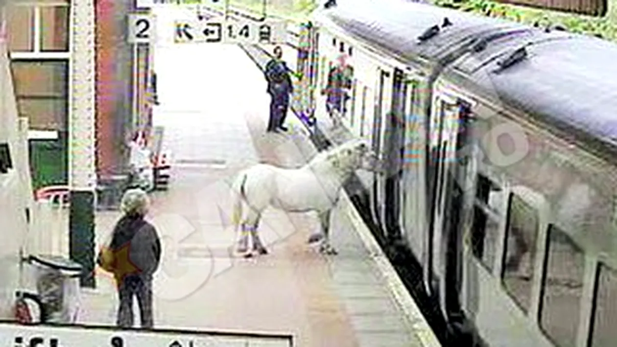 Un barbat din Marea Britanie si-a urcat calul in tren