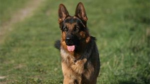 Un nou program de antrenare a câinilor! Aceștia sunt dresați pentru a detecta cazurile de COVID-19, chiar și la pacienții asimptomatici