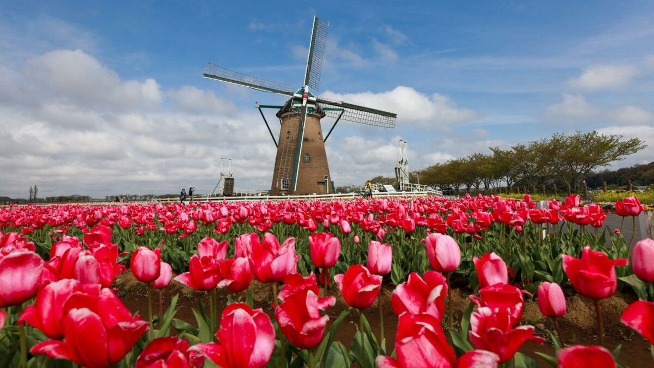Tulip Mania: momentul din istorie când un bulb de lalea costa cât o casă în Amsterdam. Care a fost motivul prețului exagerat?