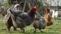 Ce să le dai la găini să mănânce pentru a produce mai multe ouă. Ingredientul banal, dar eficient pe care sigur îl ai și tu în casă