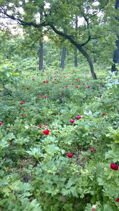 Bujorii de la Plenița, o minune a naturii