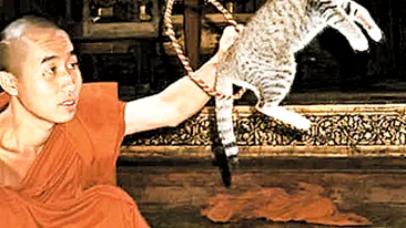 Invata pisicile sa sara prin cerc