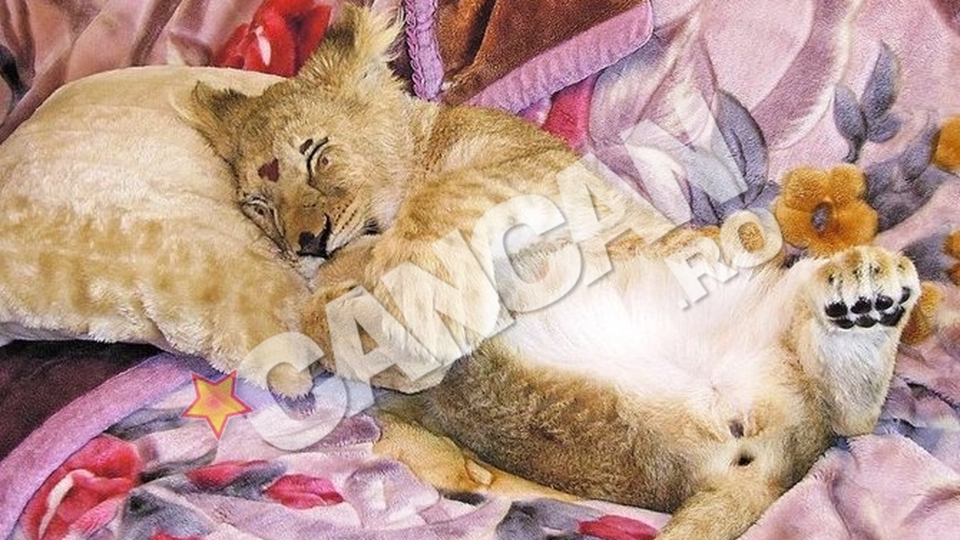 Leoaica Andy, pe picior de plecare in Africa. Dupa un an in care a fost "animal de companie" pentru o familie din Timis, a venit clipa despartirii