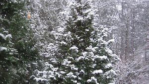 Anunt BOMBA facut de meteorologi in aceasta dimineata! COD GALBEN de ploi in 12 judete si ninsori