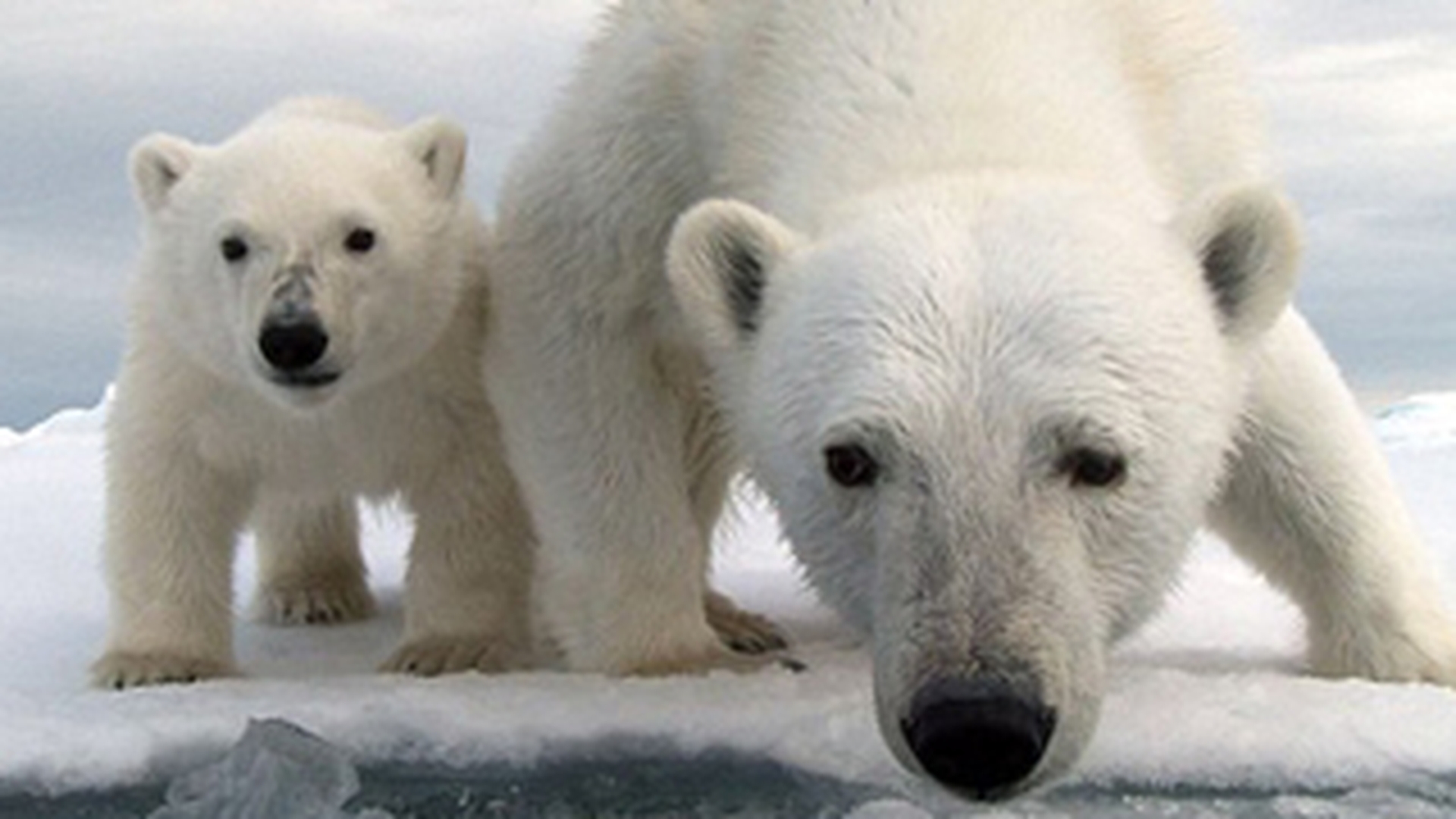 VIDEO In cadrul unui documentar, un urs polar a distrus un echipament video de 130.000 de lire.