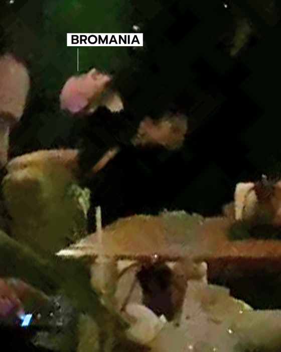 BRomania se distrează pe cinste la restaurant, în compania unei domnișoare / Sursă foto: CANCAN.RO