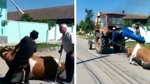 SOCANT! Au tras o vaca pe sosea, cu tractorul! Saraca bovina a fost chinuita cativa metri buni. Ce aberatie a scos pe gura stapanul ei VIDEO