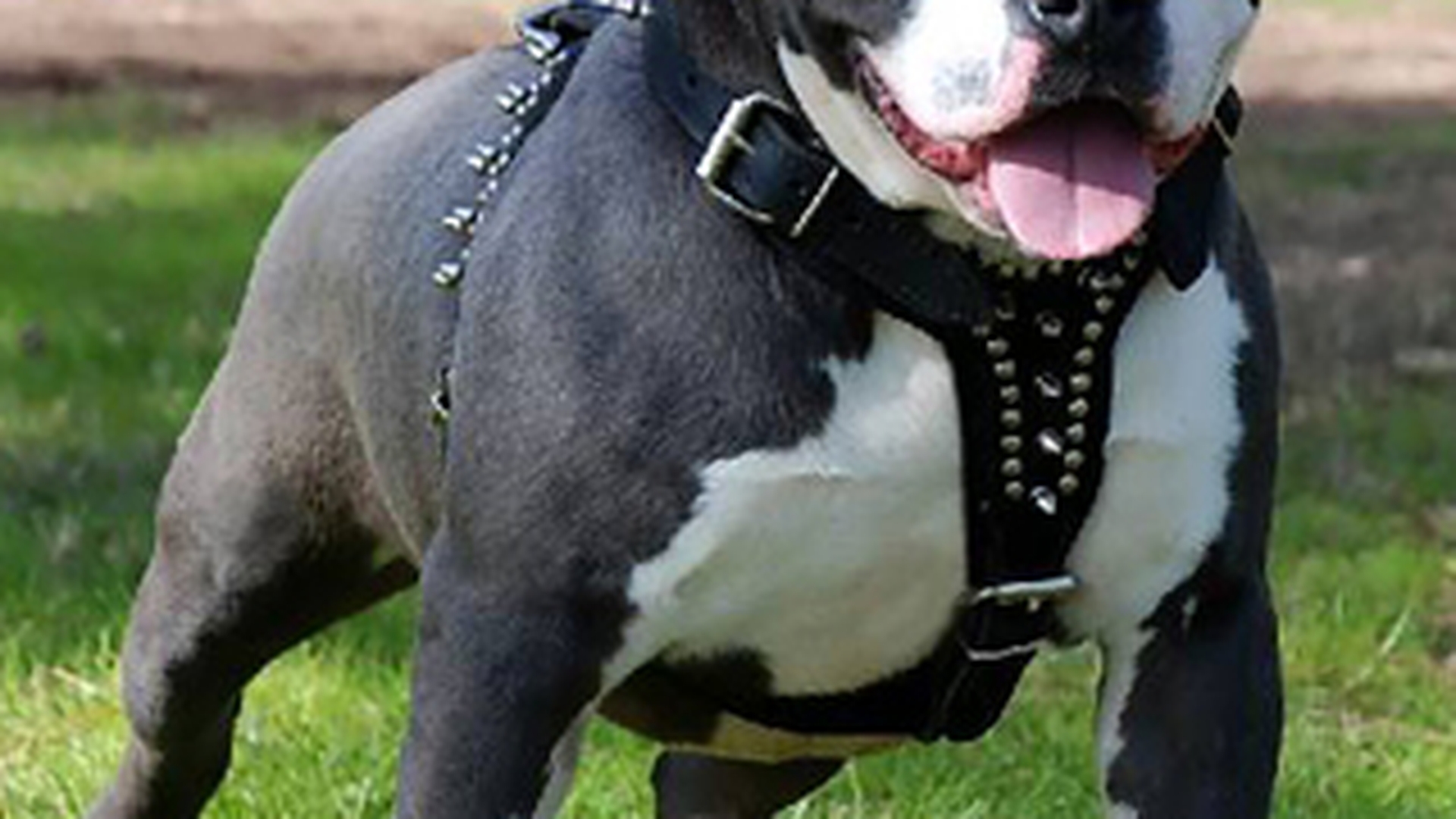 Razbunarea crunta a unui pitbull! L-a muscat de picior pe pustiul de 13 ani care il lovise in trecut!