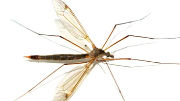 In Romania nu a aparut niciun caz de meningita provocat de tantarii Culex
