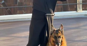 Galerie foto - poza 1