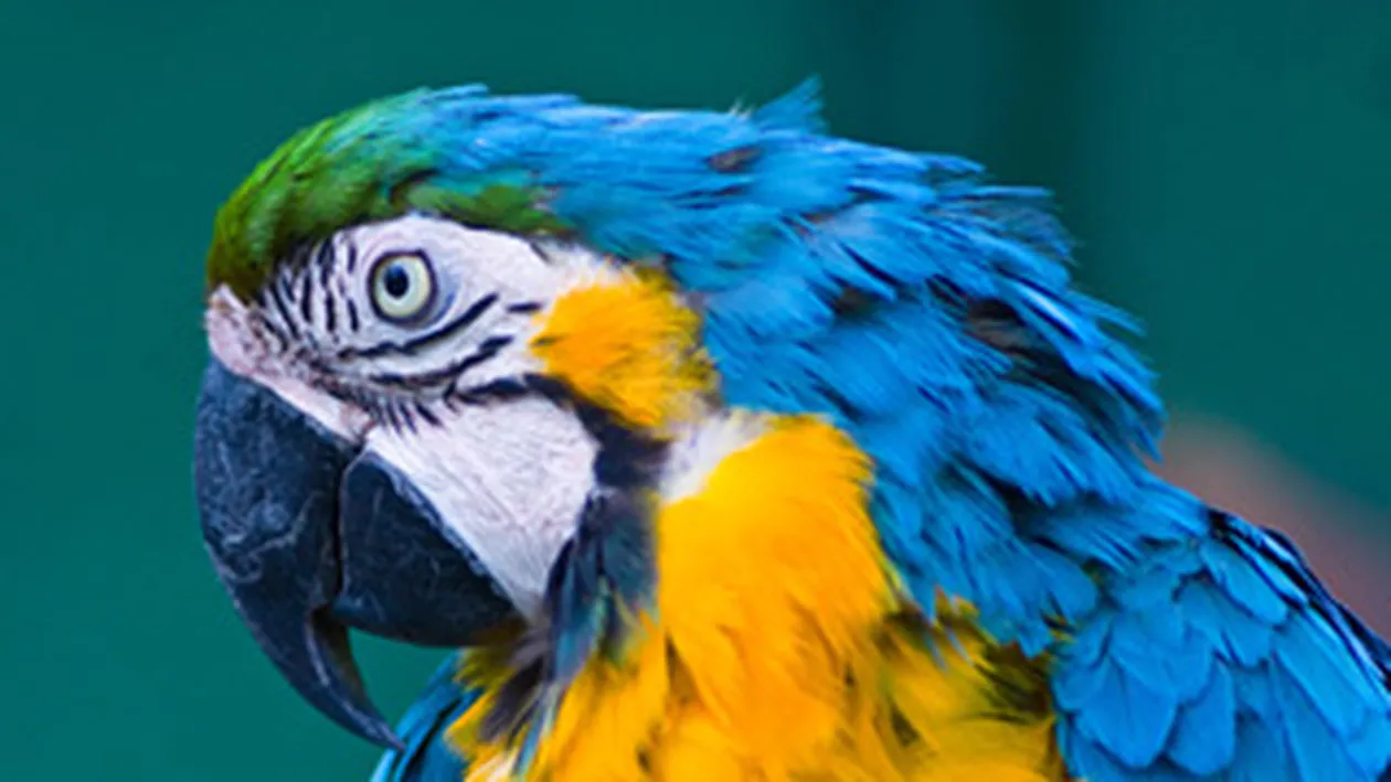 Dat de gol de papagal ca isi insela iubita!