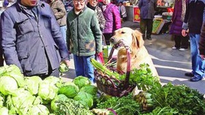 Nu e menajera, e catel in casa