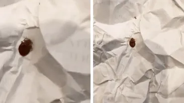 Ploșnițe într‐un liceu cunoscut din Capitală! Părinții fac acuzații grave: ”Copiii se tem să mai stea în bancă”