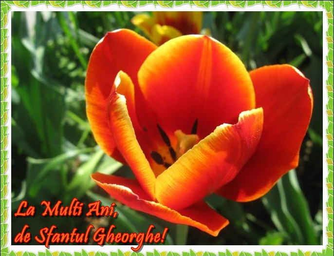 Felicitare de Sfântul Gheorghe
